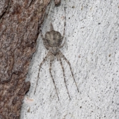 Tamopsis sp. (genus) (Two-tailed spider) at Hawker, ACT - 4 Oct 2021 by AlisonMilton