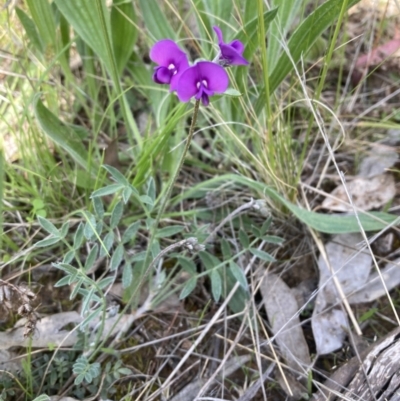 Swainsona behriana (Behr's Swainson-Pea) at Campbell, ACT - 9 Oct 2021 by SilkeSma