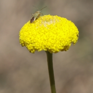 Craspedia sp. at Coree, ACT - suppressed