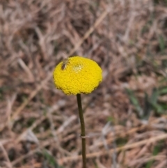 Craspedia sp. at Coree, ACT - suppressed