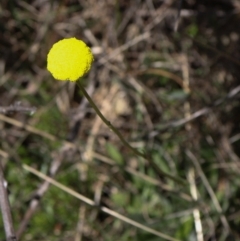 Craspedia sp. at Coree, ACT - suppressed