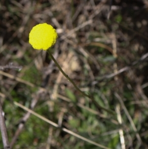 Craspedia sp. at Coree, ACT - suppressed