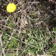 Craspedia sp. at Coree, ACT - suppressed