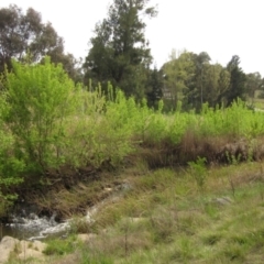 Acer negundo (Box Elder) at Latham, ACT - 9 Oct 2021 by pinnaCLE