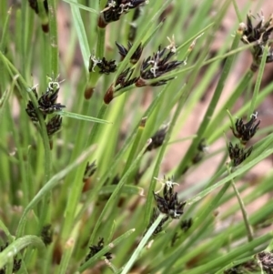 Schoenus apogon at Majura, ACT - 10 Oct 2021 11:26 AM