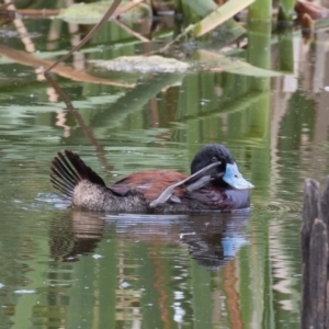 Oxyura australis at Fyshwick, ACT - 10 Oct 2021