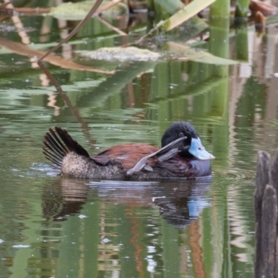 Oxyura australis (Blue-billed Duck) at Jerrabomberra Wetlands - 9 Oct 2021 by rawshorty