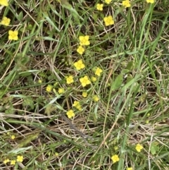 Cicendia quadrangularis (Oregon Timwort) at Campbell, ACT - 10 Oct 2021 by SilkeSma