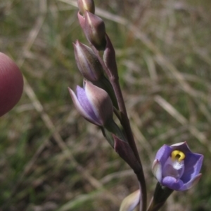 Thelymitra pauciflora at Latham, ACT - suppressed