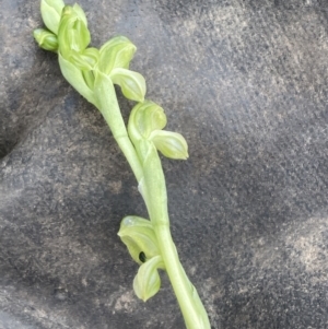 Hymenochilus bicolor at Pialligo, ACT - 10 Oct 2021