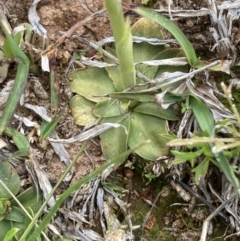 Hymenochilus bicolor at Pialligo, ACT - 10 Oct 2021