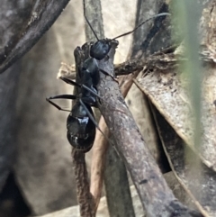 Camponotus nigroaeneus (Sugar ant) at Jerrabomberra, NSW - 10 Oct 2021 by SteveBorkowskis