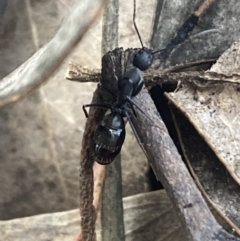 Camponotus nigroaeneus at Jerrabomberra, NSW - 10 Oct 2021