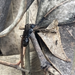 Camponotus nigroaeneus at Jerrabomberra, NSW - 10 Oct 2021