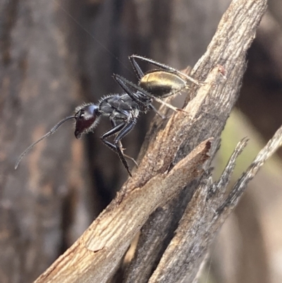 Camponotus suffusus (Golden-tailed sugar ant) at Mount Jerrabomberra - 10 Oct 2021 by SteveBorkowskis