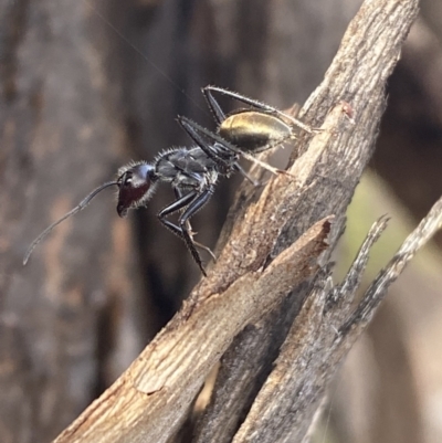 Camponotus suffusus (Golden-tailed sugar ant) at Mount Jerrabomberra - 9 Oct 2021 by Steve_Bok