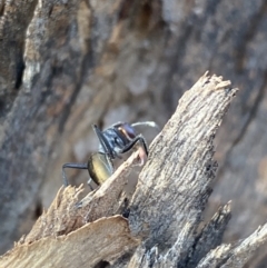 Camponotus suffusus at Jerrabomberra, NSW - 10 Oct 2021