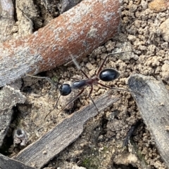 Camponotus intrepidus (Flumed Sugar Ant) at Mount Jerrabomberra QP - 9 Oct 2021 by Steve_Bok