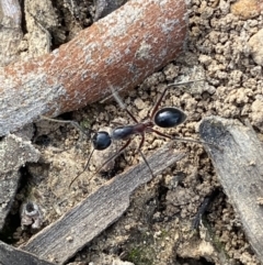 Camponotus intrepidus (Flumed Sugar Ant) at Jerrabomberra, NSW - 10 Oct 2021 by SteveBorkowskis