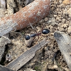 Camponotus intrepidus (Flumed Sugar Ant) at Mount Jerrabomberra - 9 Oct 2021 by Steve_Bok