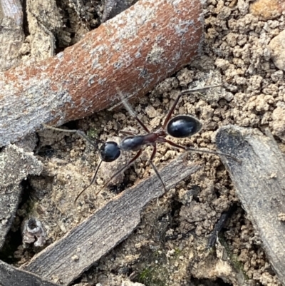 Camponotus intrepidus (Flumed Sugar Ant) at Jerrabomberra, NSW - 10 Oct 2021 by SteveBorkowskis