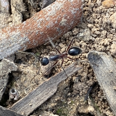 Camponotus intrepidus (Flumed Sugar Ant) at Mount Jerrabomberra QP - 9 Oct 2021 by Steve_Bok