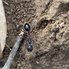 Camponotus intrepidus at Jerrabomberra, NSW - 10 Oct 2021 09:19 AM