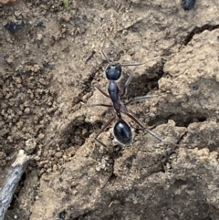 Camponotus intrepidus at Jerrabomberra, NSW - 10 Oct 2021 09:19 AM