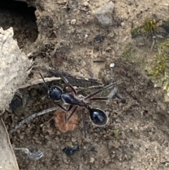 Camponotus intrepidus at Jerrabomberra, NSW - 10 Oct 2021 09:19 AM