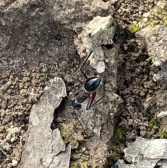 Camponotus intrepidus at Jerrabomberra, NSW - 10 Oct 2021 09:19 AM