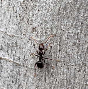 Papyrius sp. (genus) at Jerrabomberra, NSW - 10 Oct 2021