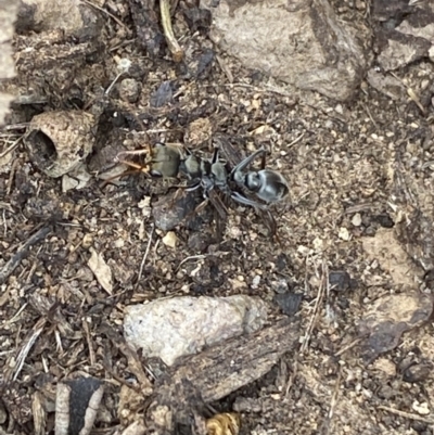 Myrmecia sp., pilosula-group (Jack jumper) at Mount Jerrabomberra - 10 Oct 2021 by Steve_Bok