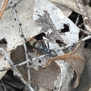 Myrmecia sp., pilosula-group at Jerrabomberra, NSW - 10 Oct 2021