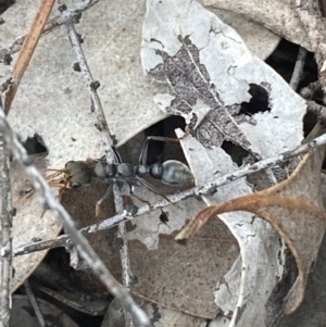 Myrmecia sp., pilosula-group at Jerrabomberra, NSW - 10 Oct 2021