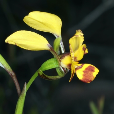 Diuris nigromontana (Black Mountain Leopard Orchid) at Watson, ACT - 9 Oct 2021 by jbromilow50