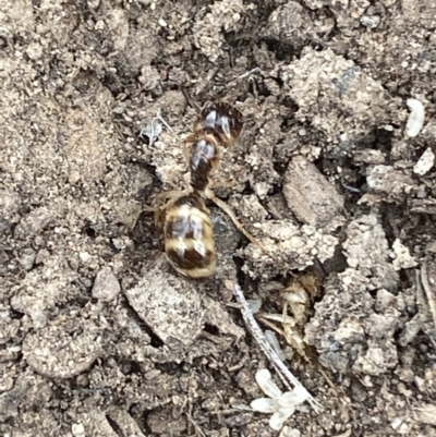 Camponotus claripes (Pale-legged sugar ant) at Jerrabomberra, NSW - 10 Oct 2021 by Steve_Bok