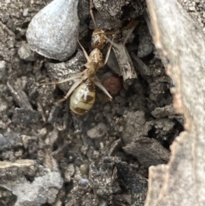 Camponotus claripes at Jerrabomberra, NSW - 10 Oct 2021