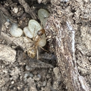 Camponotus claripes at Jerrabomberra, NSW - 10 Oct 2021