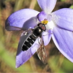 Syrphini sp. (tribe) (Unidentified syrphine hover fly) at Tennent, ACT - 9 Oct 2021 by JohnBundock