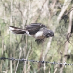 Rhipidura albiscapa (Grey Fantail) at Hawker, ACT - 4 Oct 2021 by AlisonMilton