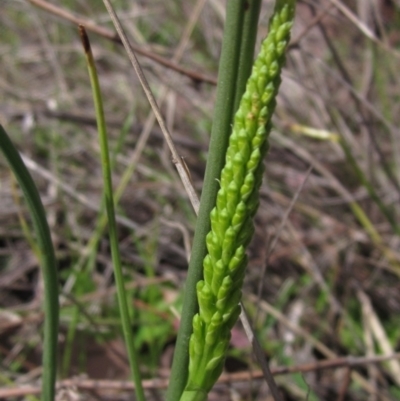 Microtis sp. (Onion Orchid) at Latham, ACT - 9 Oct 2021 by pinnaCLE