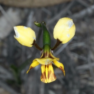 Diuris semilunulata at Aranda, ACT - suppressed