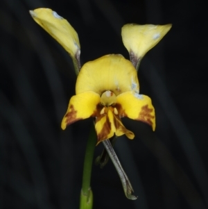 Diuris semilunulata at Aranda, ACT - suppressed