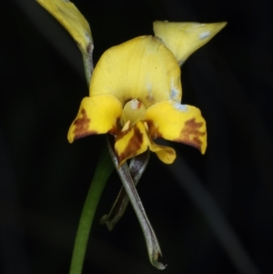 Diuris semilunulata at Aranda, ACT - suppressed