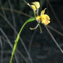 Diuris semilunulata at Aranda, ACT - suppressed