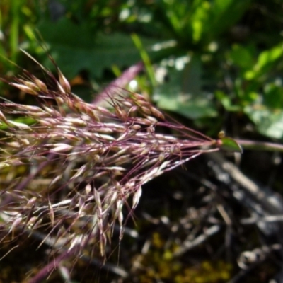 Pentaschistis airoides (False Hairgrass) at Bicentennial Park - 9 Oct 2021 by Paul4K