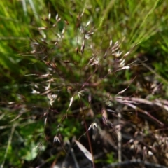 Pentaschistis airoides at Queanbeyan West, NSW - 10 Oct 2021 08:39 AM