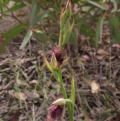 Calochilus platychilus (Purple Beard Orchid) at Umbagong District Park - 9 Oct 2021 by pinnaCLE