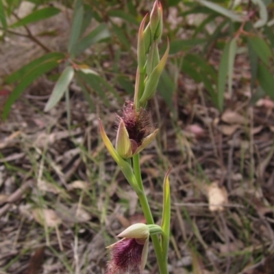 Calochilus platychilus (Purple Beard Orchid) at Umbagong District Park - 9 Oct 2021 by pinnaCLE