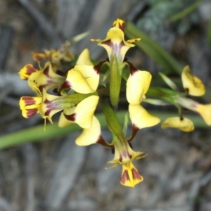 Diuris nigromontana at Watson, ACT - 9 Oct 2021